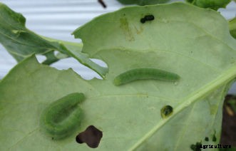 Cabbage, Broccoli & Other Cole Crop Insect Pests
