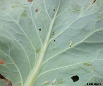 Cabbage, Broccoli & Other Cole Crop Insect Pests