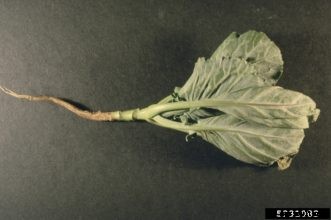 Cabbage, Broccoli & Other Cole Crop Insect Pests