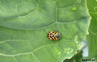 Cabbage, Broccoli & Other Cole Crop Insect Pests