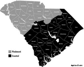 Arugula, Kale, Mesclun, Mustard, and Swiss Chard