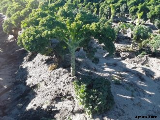 Arugula, Kale, Mesclun, Mustard, and Swiss Chard