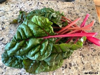 Arugula, Kale, Mesclun, Mustard, and Swiss Chard