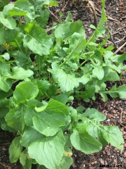 Arugula, Kale, Mesclun, Mustard, and Swiss Chard