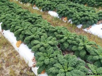 Arugula, Kale, Mesclun, Mustard, and Swiss Chard