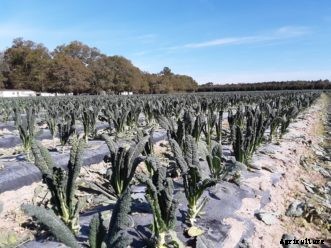 Arugula, Kale, Mesclun, Mustard, and Swiss Chard