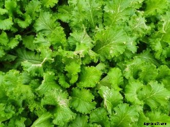 Arugula, Kale, Mesclun, Mustard, and Swiss Chard