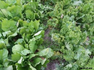 Arugula, Kale, Mesclun, Mustard, and Swiss Chard