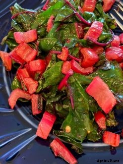 Arugula, Kale, Mesclun, Mustard, and Swiss Chard