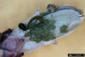 Apple & Crabapple Insects