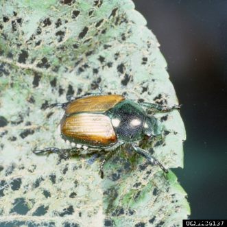 Apple & Crabapple Insects
