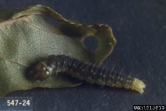 Apple & Crabapple Insects