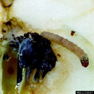 Apple & Crabapple Insects