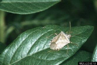 Apple & Crabapple Insects