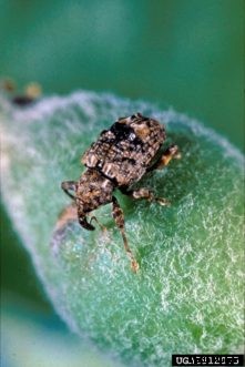 Apple & Crabapple Insects