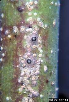 Apple & Crabapple Insects