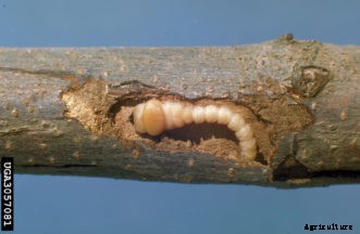 Apple & Crabapple Insects