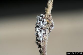 Apple & Crabapple Insects