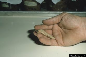 Apple & Crabapple Insects