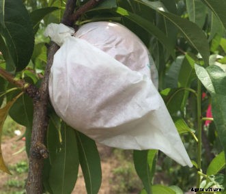Apple & Crabapple Insects