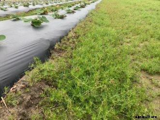 SC Fruit and Vegetable Field Report January 11, 2021