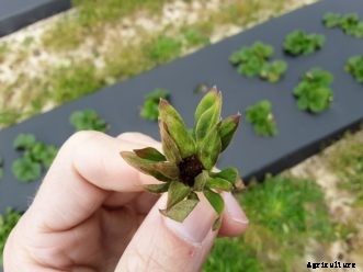 SC Fruit and Vegetable Field Report January 11, 2021