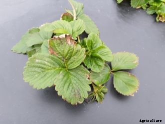 SC Fruit and Vegetable Field Report January 11, 2021