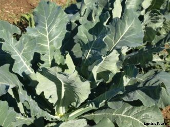 Collards