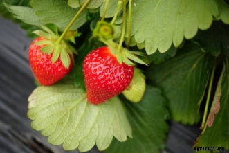 Growing Strawberries