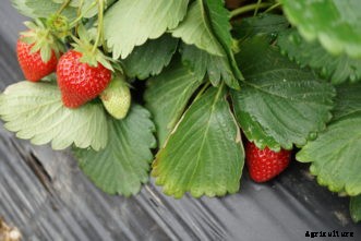 Growing Strawberries