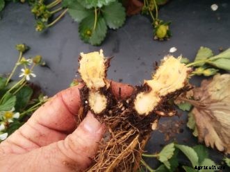 Growing Strawberries