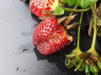 Growing Strawberries