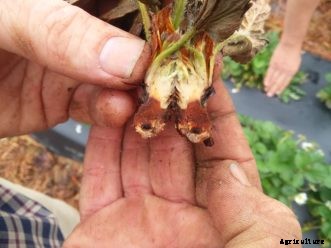 Growing Strawberries