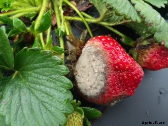 Growing Strawberries