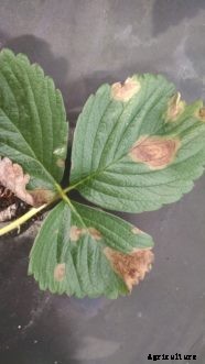 Growing Strawberries