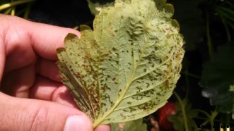 Growing Strawberries