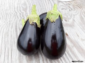 Eggplant