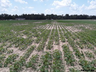 Root-Knot Nematodes in the Vegetable Garden