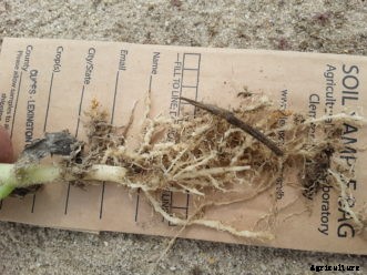 Root-Knot Nematodes in the Vegetable Garden