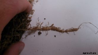 Root-Knot Nematodes in the Vegetable Garden