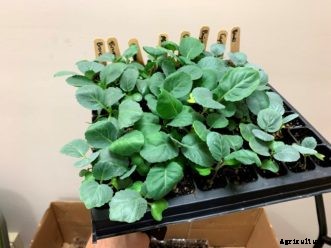 Starting Seeds Indoors