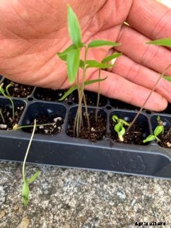 Starting Seeds Indoors
