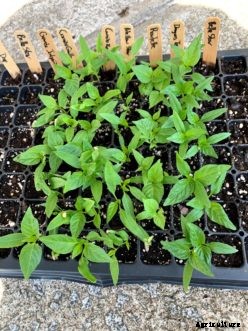 Starting Seeds Indoors