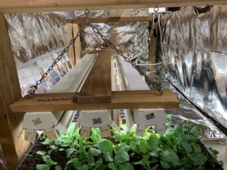 Starting Seeds Indoors