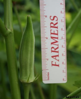Harvesting Vegetables