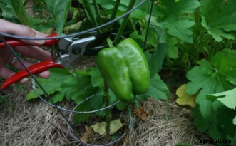 Harvesting Vegetables
