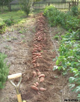 Harvesting Vegetables