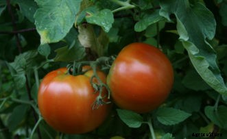 Harvesting Vegetables