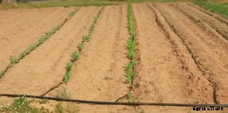 Watering the Vegetable Garden