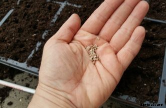 FAQs about Starting Vegetable Seeds Indoors